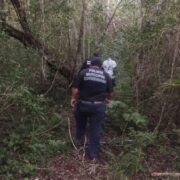 Ataque de abejas cobra la vida de adulto mayor en Yucatán