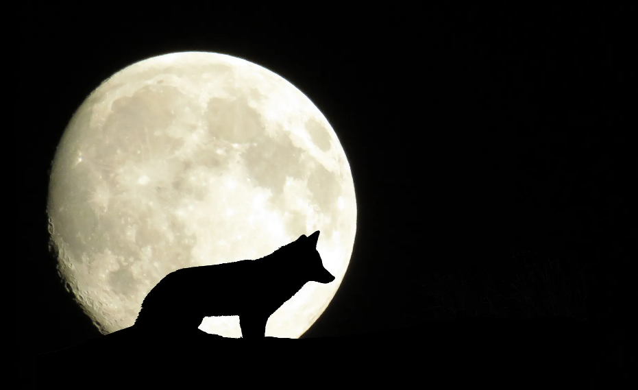 Importancia histórica y cultural de la luna del lobo