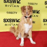 El perro ‘Indy’ gana el Astra 2026 a mejor actuación de terror por su película "Good Boy"