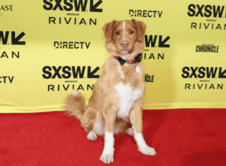 El perro ‘Indy’ gana el Astra 2026 a mejor actuación de terror por su película "Good Boy"