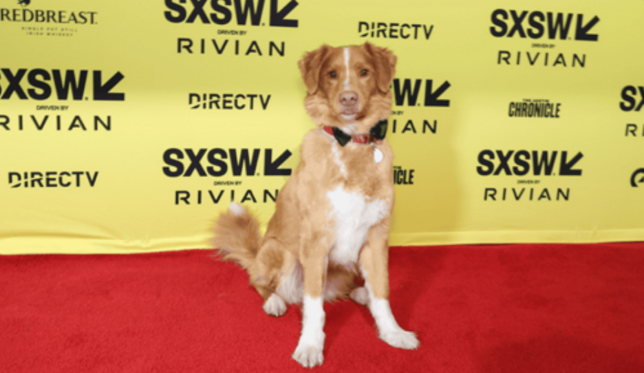 El perro ‘Indy’ gana el Astra 2026 a mejor actuación de terror por su película "Good Boy"