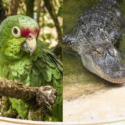 Crea SEMADES Padrón de Asociaciones y Agrupaciones Protectoras de Animales