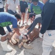 Histórico rescate logra devolver tortuga caguama viva al mar