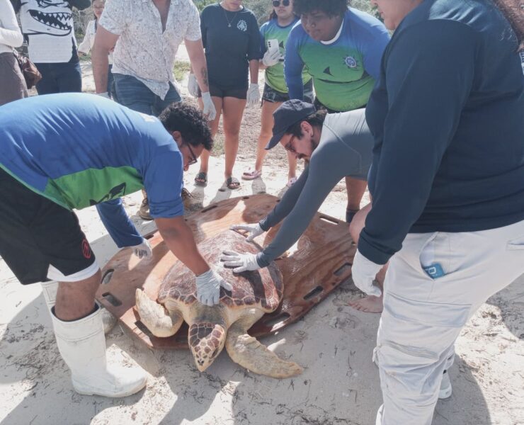 Histórico rescate logra devolver tortuga caguama viva al mar