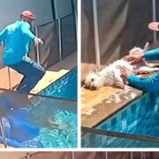 Hombre se lanza sin pensar y salva la vida de un perrito