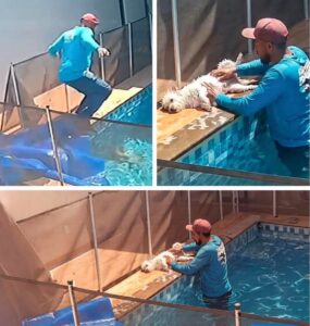 Héroe Instantáneo: Hombre Salvó la Vida de un Perrito