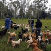 Intervención por denuncias ciudadanas destapa crisis de bienestar animal en refugio de Cuajimalpa