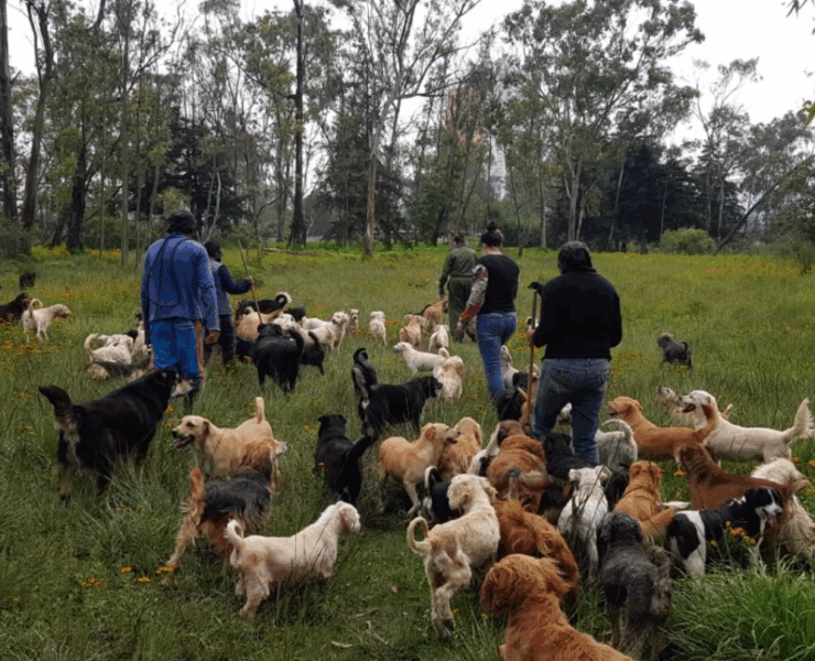 Intervención por denuncias ciudadanas destapa crisis de bienestar animal en refugio de Cuajimalpa