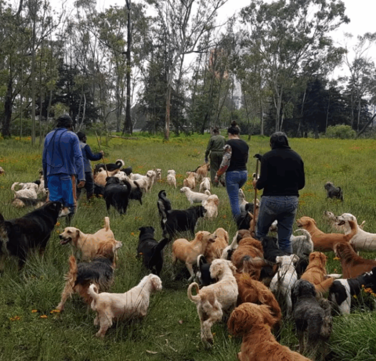 Intervención por denuncias ciudadanas destapa crisis de bienestar animal en refugio de Cuajimalpa