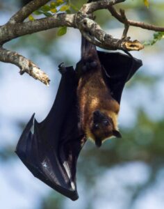 Murciélagos frugívoros del género Pteropus, considerados reservorios naturales del virus Nipah, son señalados por expertos como un factor clave en el origen de brotes que mantienen en alerta a la comunidad internacional.