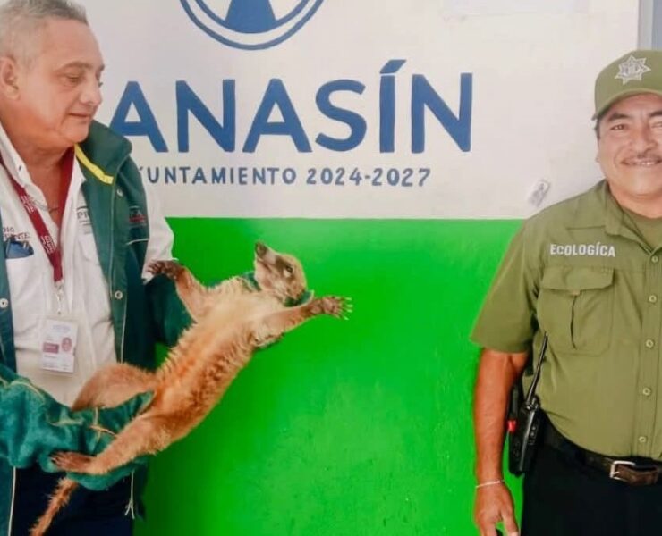 ¡Rescate Ecológico! Policía de Kanasín entrega fauna a Profepa