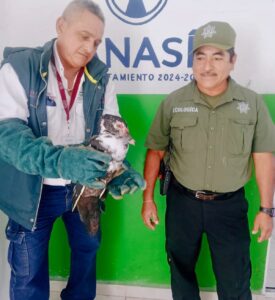 Policía Ecológica de Kanasín entrega fauna silvestre rescatada a Profepa