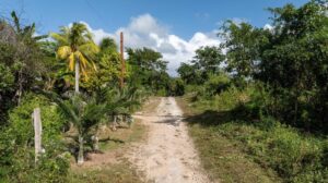 El programa Caminos Renacimiento avanza con la rehabilitación de caminos productivos en Yucatán, fortaleciendo la actividad agropecuaria y garantizando mejores condiciones para el traslado de cosechas y ganado.