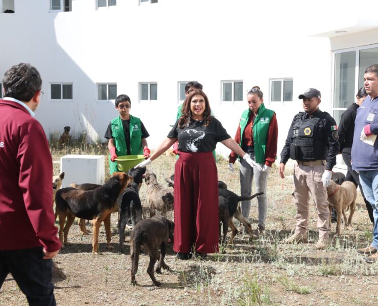 Rescate histórico de animales abre ruta a la adopción y a la justicia ambiental en la Ciudad de México
