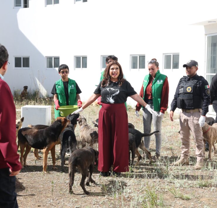 Rescate histórico de animales abre ruta a la adopción y a la justicia ambiental en la Ciudad de México
