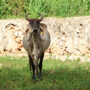 Yucatán mantiene atención oportuna contra el gusano barrenador