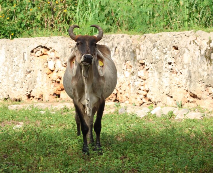 Yucatán mantiene atención oportuna contra el gusano barrenador