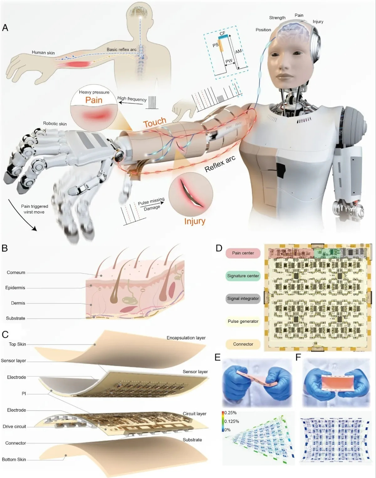 Una piel robótica inspirada en el sistema nervioso humano