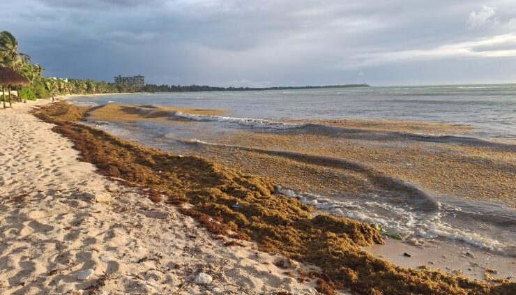 Quintana Roo zafra sargazo marcan inicio complejo 2026