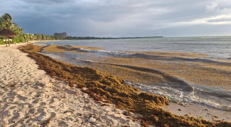 Quintana Roo zafra sargazo marcan inicio complejo 2026