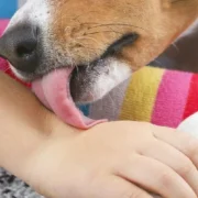 ¿Cuál es la Razón por la que tu perro te lame según la ciencia