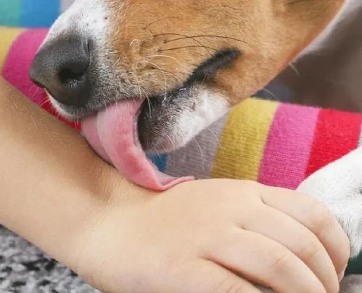 ¿Cuál es la Razón por la que tu perro te lame según la ciencia