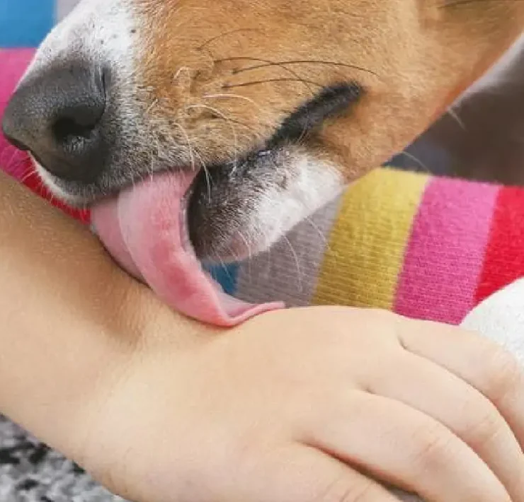 ¿Cuál es la Razón por la que tu perro te lame según la ciencia