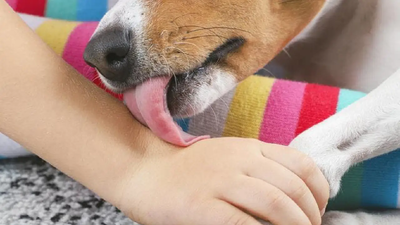 ¿Cuál es la Razón por la que tu perro te lame según la ciencia