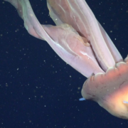 Descubren una medusa del tamaño de un autobús en Argentina