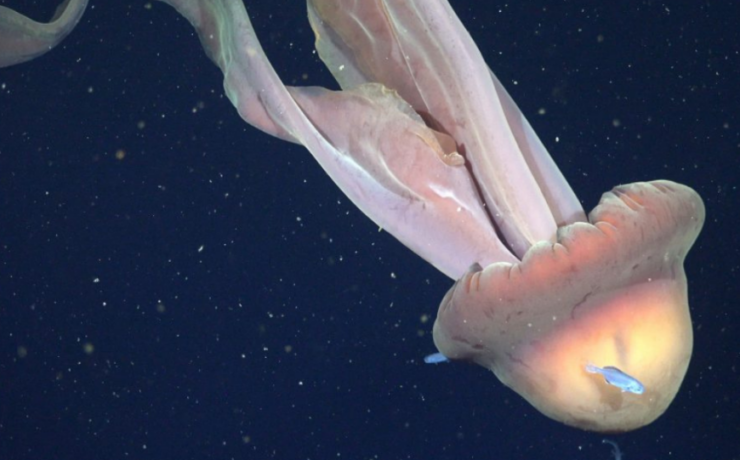 Descubren una medusa del tamaño de un autobús en Argentina