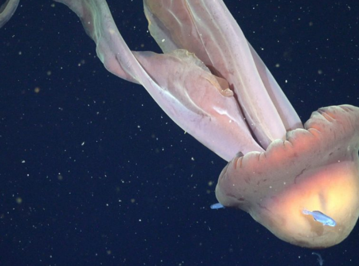 Descubren una medusa del tamaño de un autobús en Argentina