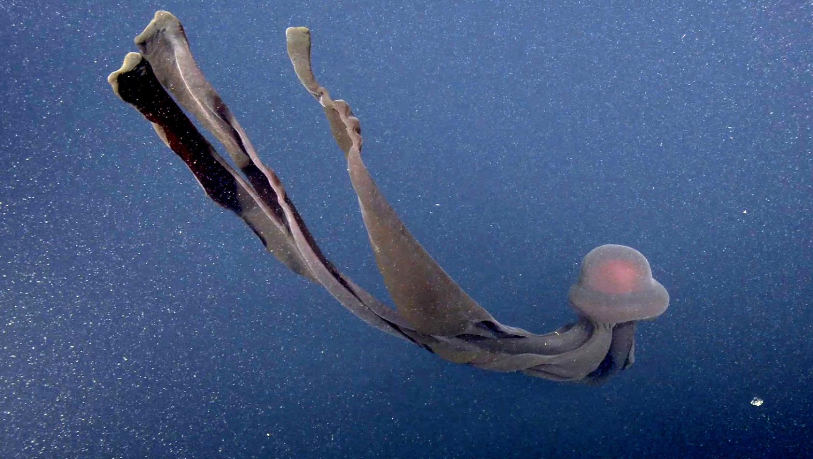 Dimensiones impactantes de la medusa del tamaño de un autobús