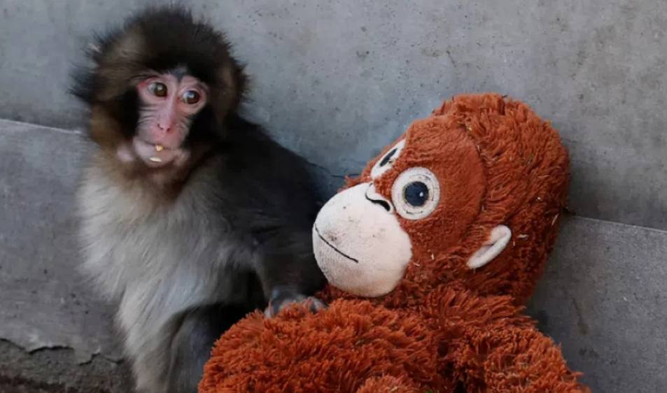 Reacciones positivas y apoyo masivo