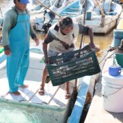 Concluye pesca del mero e inicia veda 2026 en Yucatán
