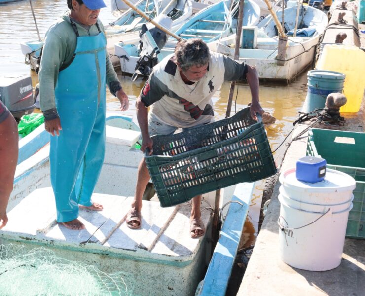 Concluye pesca del mero e inicia veda 2026 en Yucatán