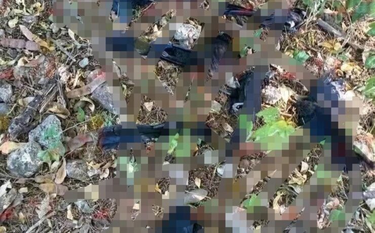 Frío extremo en Yucatán afecta aves y causa muertes en Panabá y Tizimín