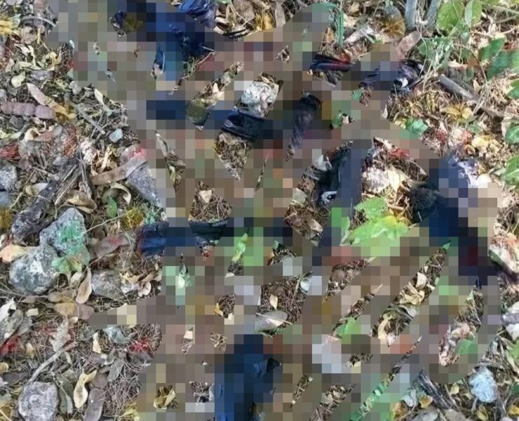 Frío extremo en Yucatán afecta aves y causa muertes en Panabá y Tizimín