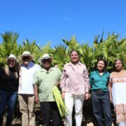 Gobierno impulsa rescate del tejido de jipijapa en Halachó