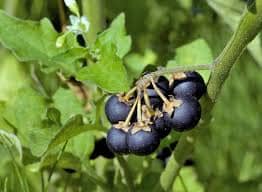 La hierba mora es una planta utilizada en la medicina tradicional como apoyo para aliviar molestias en la piel asociadas al sarampión, siempre como complemento y no sustituto del tratamiento médico.