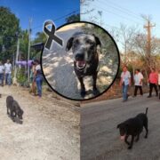 Triste Adiós: La perrita Peregrina, alma fiel del Santuario de Tetiz
