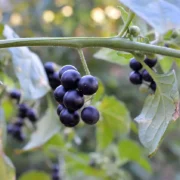 Planta medicinal para combatir el sarampión ¿funciona