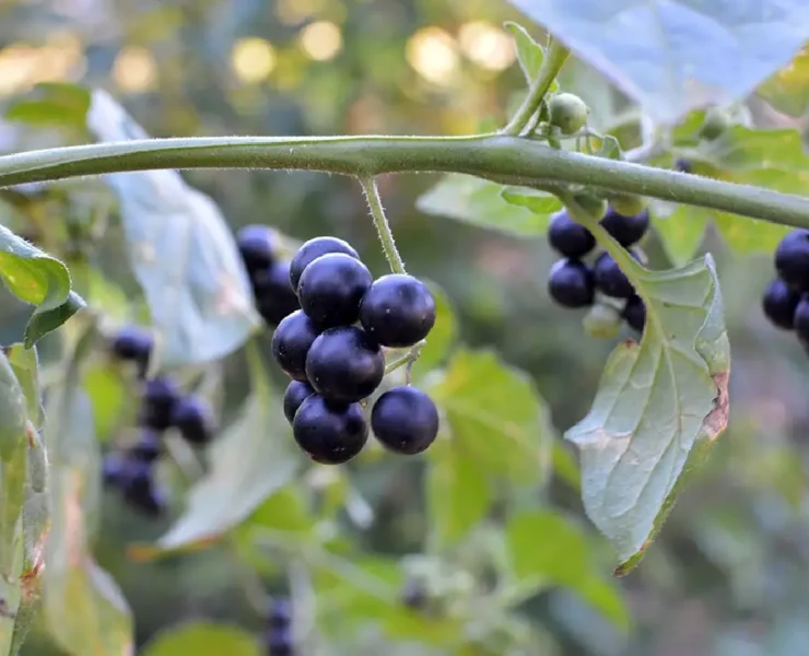 Planta medicinal para combatir el sarampión ¿funciona