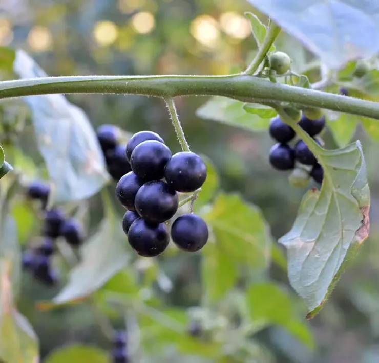 Planta medicinal para combatir el sarampión ¿funciona