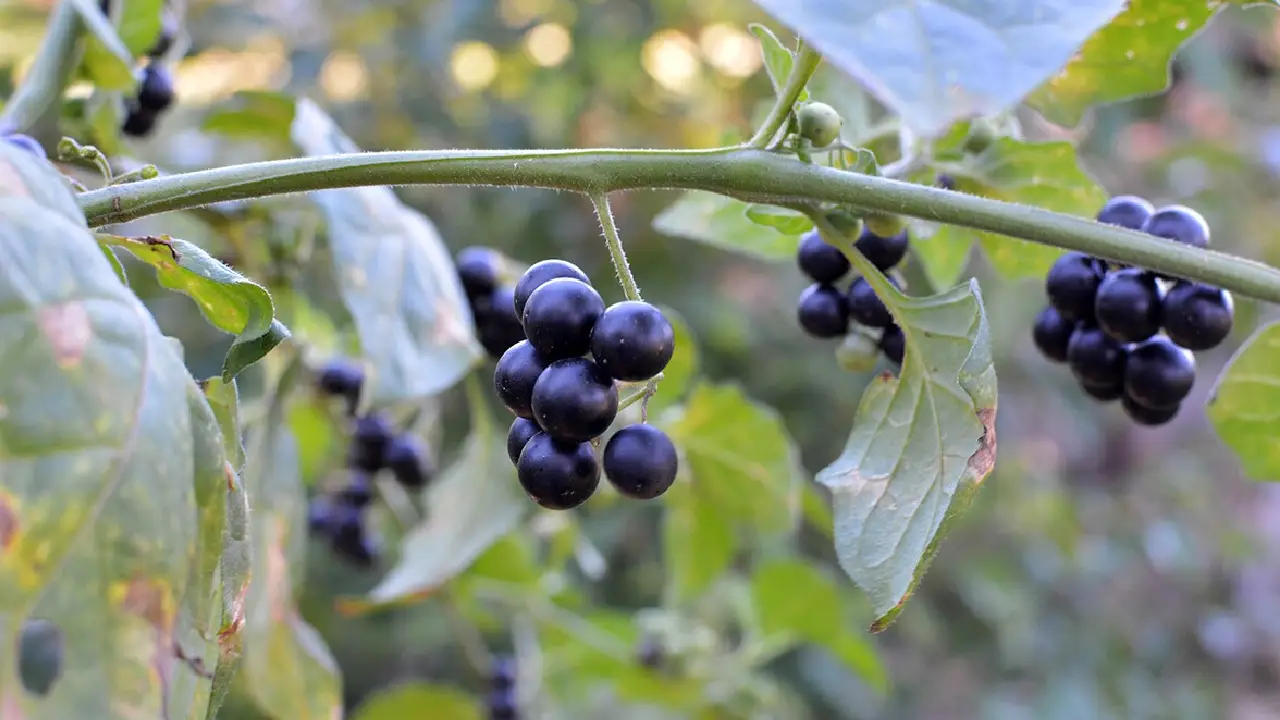 Planta medicinal para combatir el sarampión ¿funciona