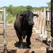 11 Casos: Refuerzan medidas contra Gusano Barrenador en animales domésticos y de producción