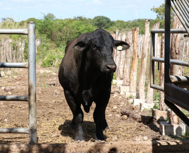 11 Casos: Refuerzan medidas contra Gusano Barrenador en animales domésticos y de producción