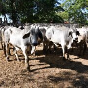Tenosique entrega de 100 paquetes del programa Crédito Ganadero a la Palabra