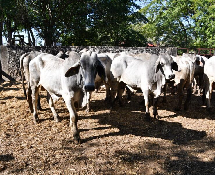 Tenosique entrega de 100 paquetes del programa Crédito Ganadero a la Palabra