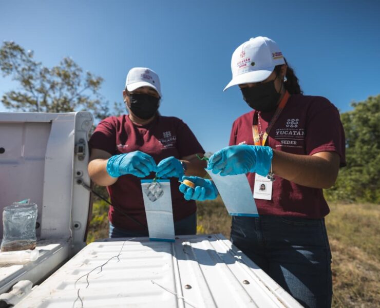 Yucatán refuerza vigilancia permanente ante casos de gusano barrenador