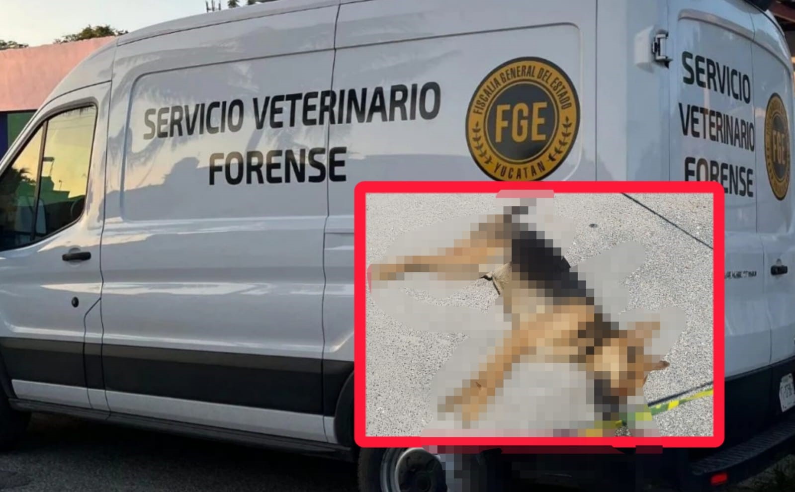 Cinco aves y un perro muertos por presunto enven3namiento en Ciudad Caucel